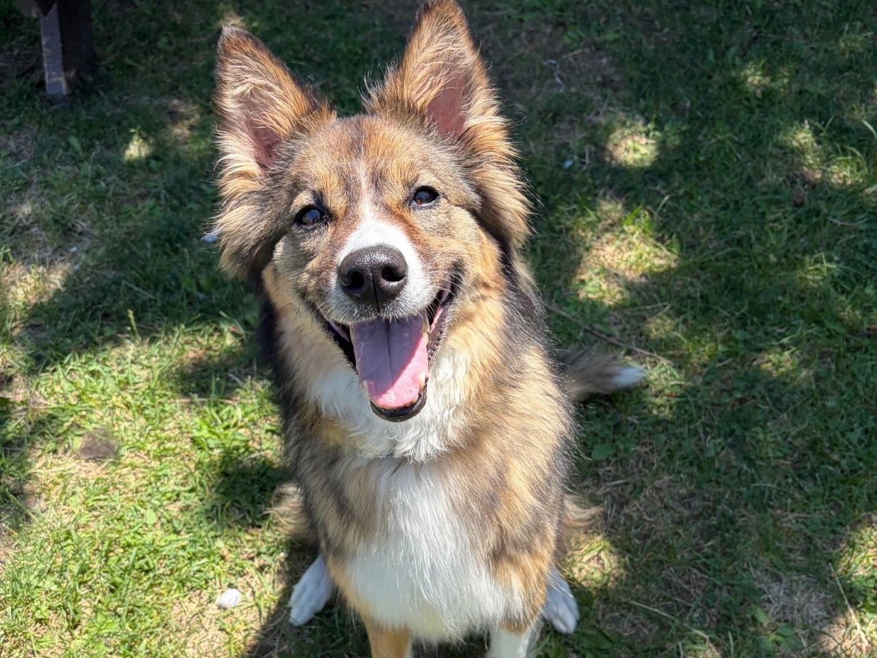 Close-up shot of a collie husky dog.
