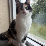 Cat at the Mississauga animal services shelter.