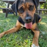 Dog at the Mississauga animal services shelter.