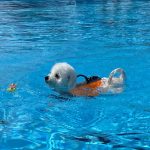 A small white dog wearing a life jacket swims towards a ball in a City pool as part of the annual Dog Swim.