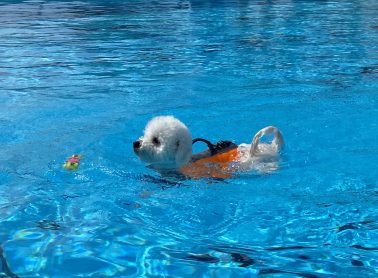 A small white dog wearing a life jacket swims towards a ball in a City pool as part of the annual Dog Swim.