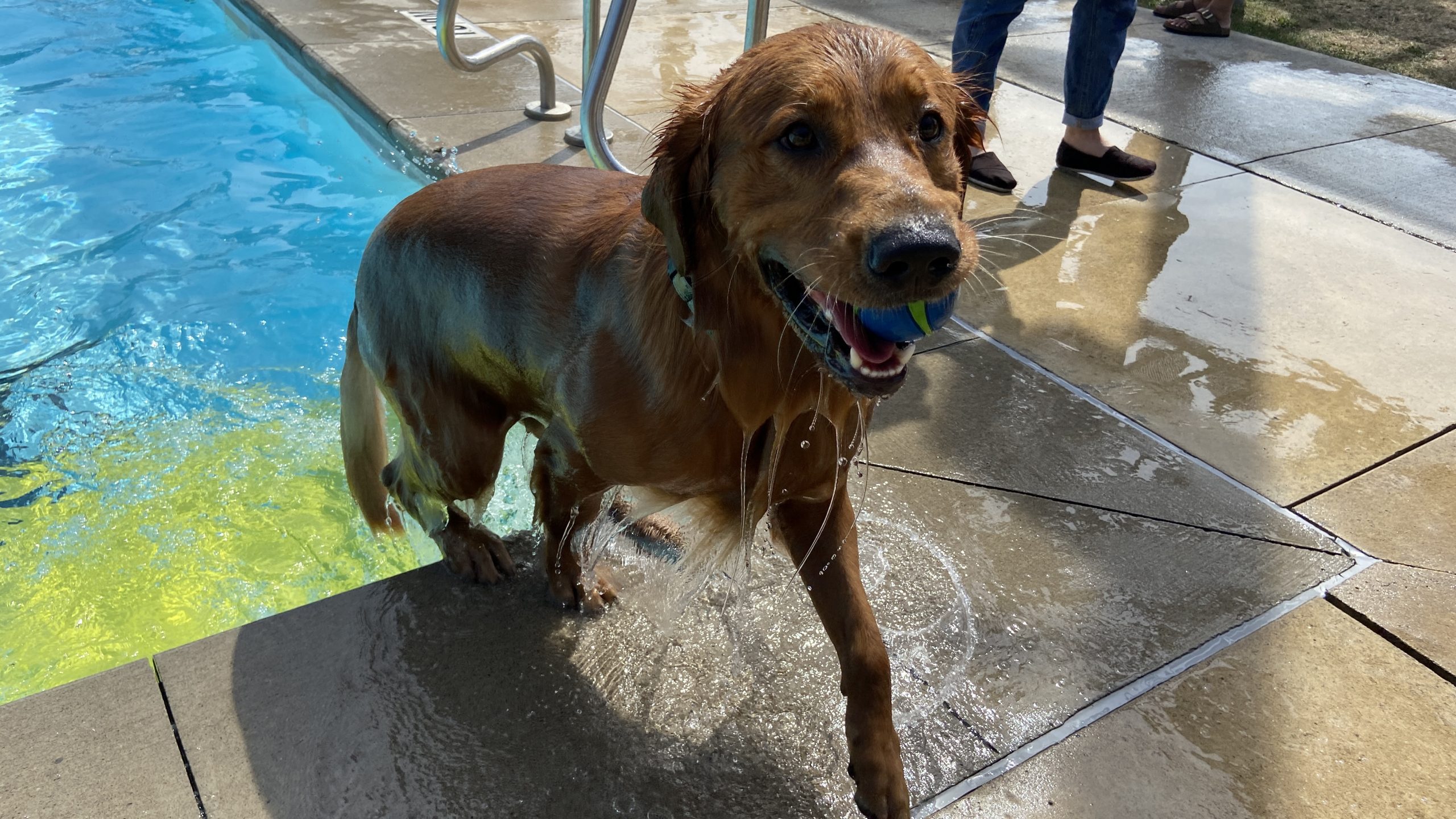 A brown dog steps out of a pool during the Dog Swim event.