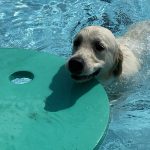 A white dog swims up to a pool flotation device at a Dog Swim event.