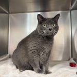 Close-up shot of a gray cat.