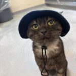 Close-up shot of a cat with a hat on.