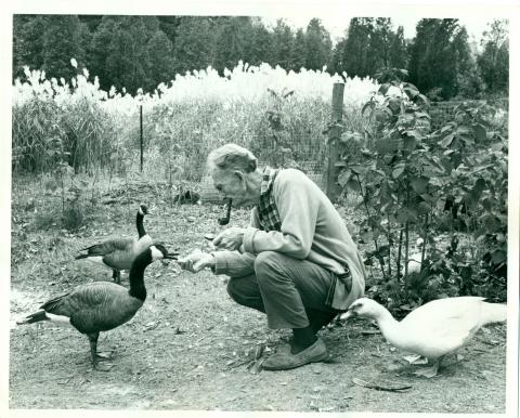 Roy Ivor kneeling next to three geese with a pipe in his mouth