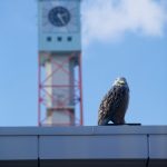 bird sculpture near clock tower