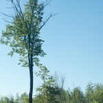 Photography of tree in summer