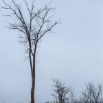 Photography of tree in winter