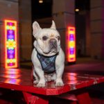 A close-up of a small, light-coloured bulldog wearing a harness, standing on a red picnic table. Colourful neon light panels on brick pillars provide a vivid background, enhancing the urban night scene.