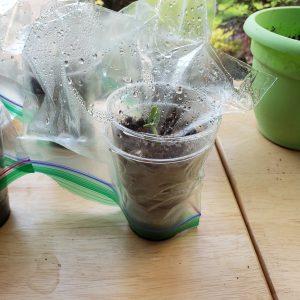 Make your own terrarium using a plastic cup, soil, seed and a small, clear plastic bag 