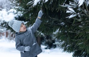 A little boy in a gray coat and a knitted hat touches a snow-covered spruce branch and snow falls on him.